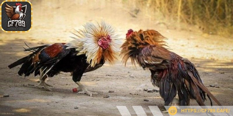 Đá gà Campuchia là lựa chọn hàng đầu của dân chơi