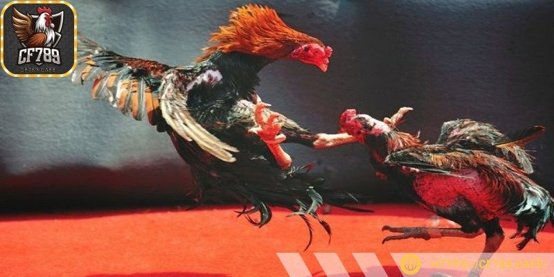 Với nhiều thể loại thi đấu khác nhau, bạn thoải mái cá cược