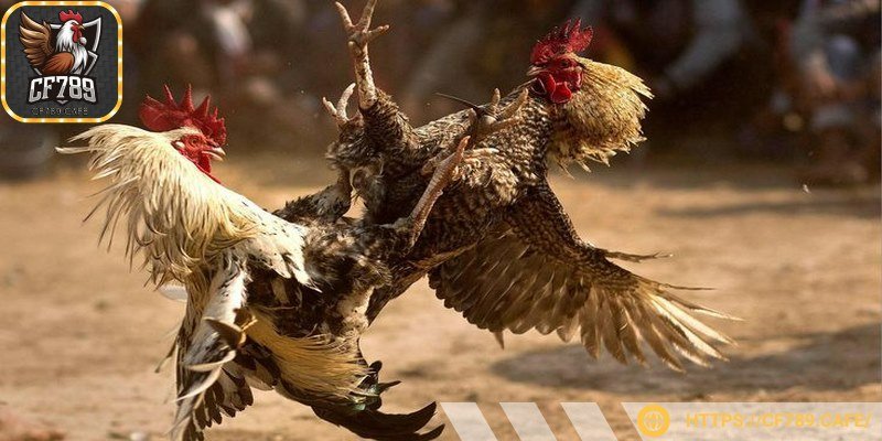 Kê sư tuyệt đối không nên “tất tay” chỉ vì cảm tính