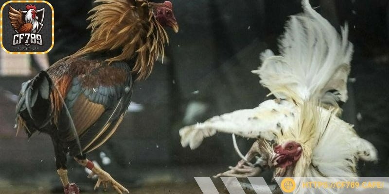 Chú ý đến dáng đi cơ bắp của chiến kê