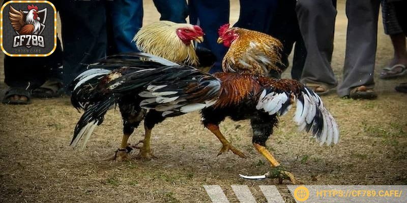 Đá gà cựa dao hình thức cá cược thu hút đông đảo người chơi