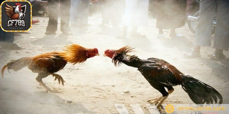 Lựa chọn thời gian đặt cược linh hoạt, tùy thời điểm