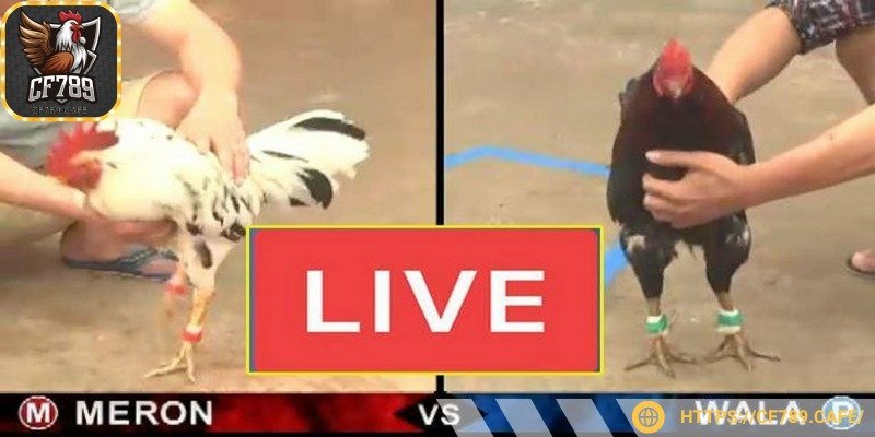 Đà gà online có nhiều cửa cho bạn đặt cược